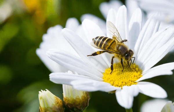 a bee is sitting on a white flower for forest kavithaigal in tamil